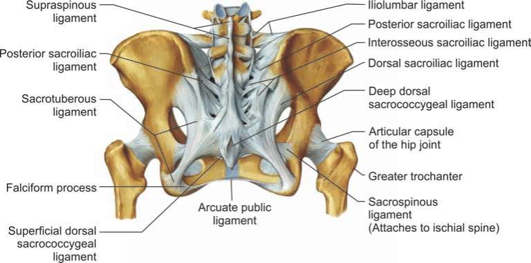 Sacrospinous-and-sacrotuberous-ligaments | Capalaba Chiropractor